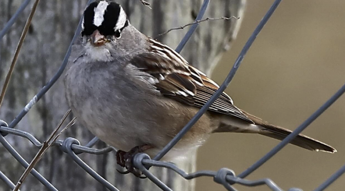 White-crowned Sparrows at the Guilford County Farm